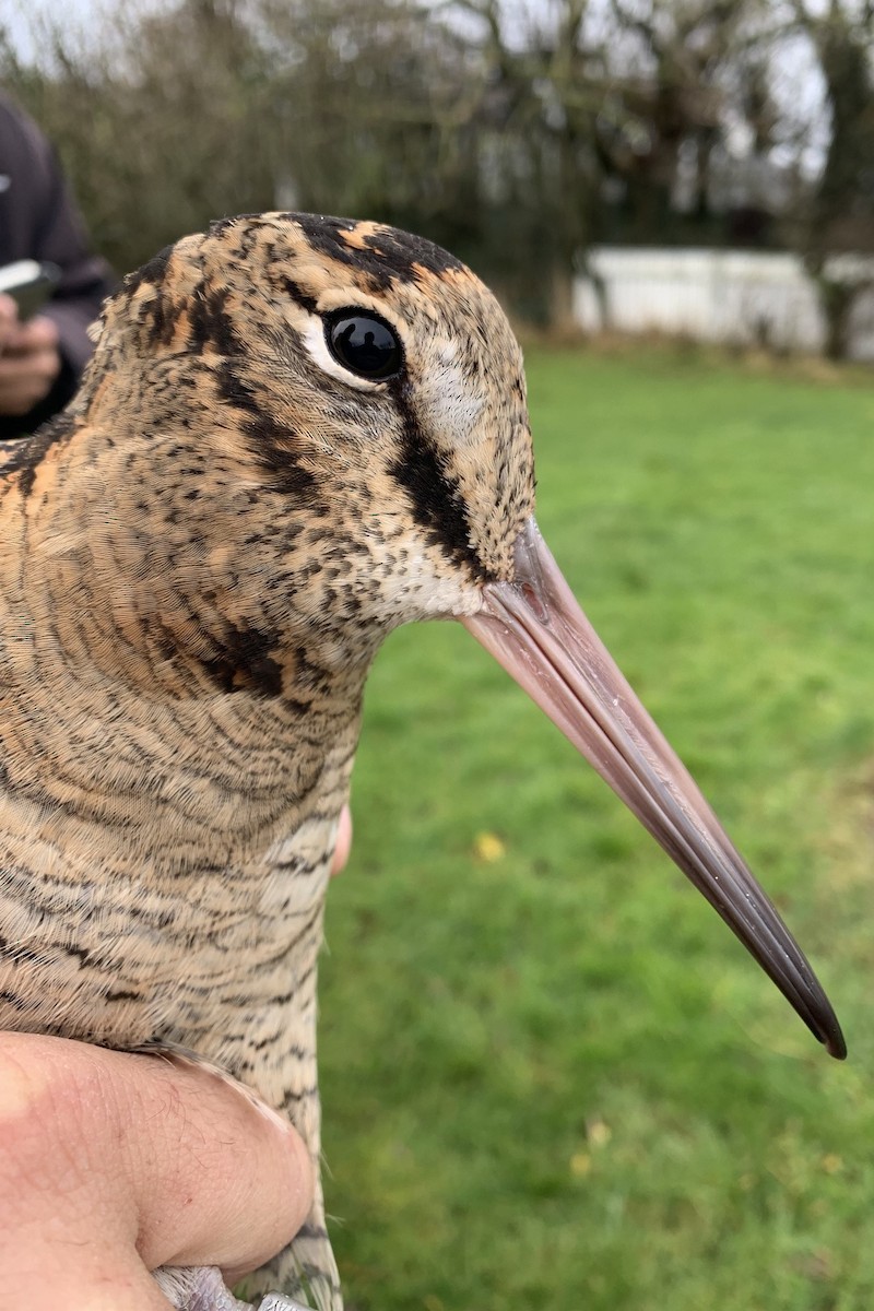 Eurasian Woodcock - ML618630873