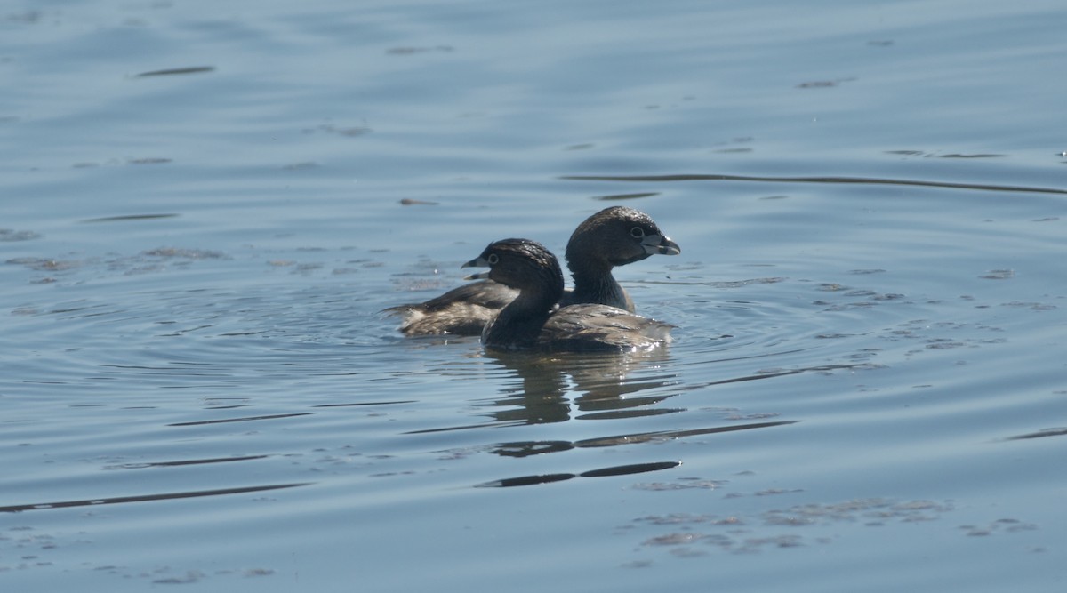 Pied-billed Grebe - Paul Gould