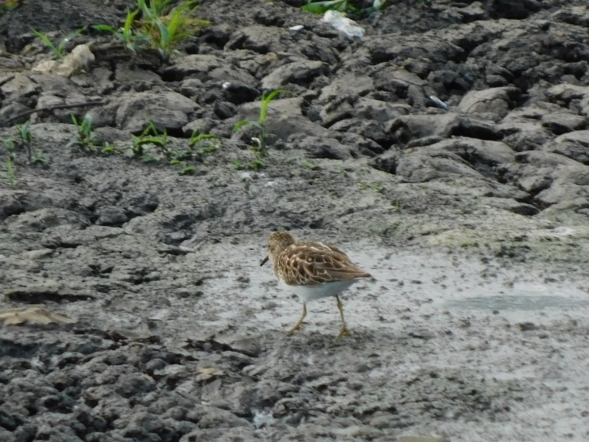 Least Sandpiper - ML618630882