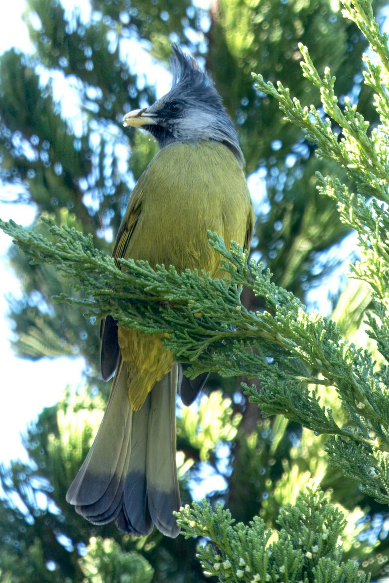 Bulbul à gros bec - ML618630883