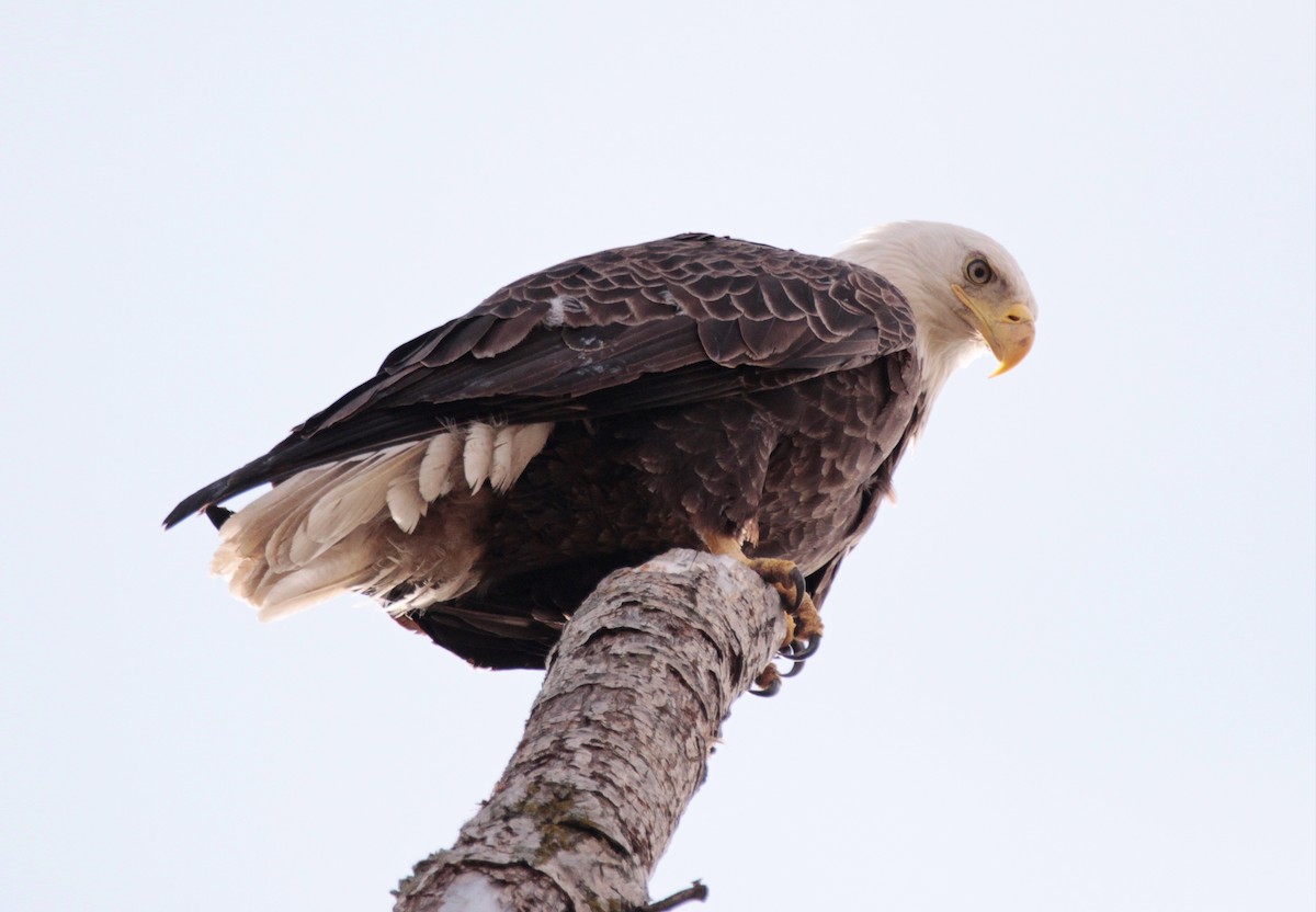 Bald Eagle - ML618630901