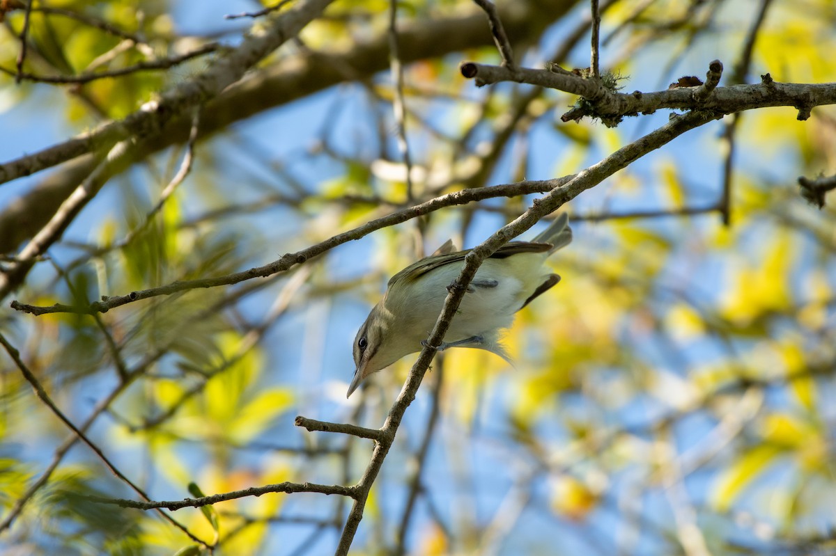 Black-whiskered Vireo - Jon Wilson