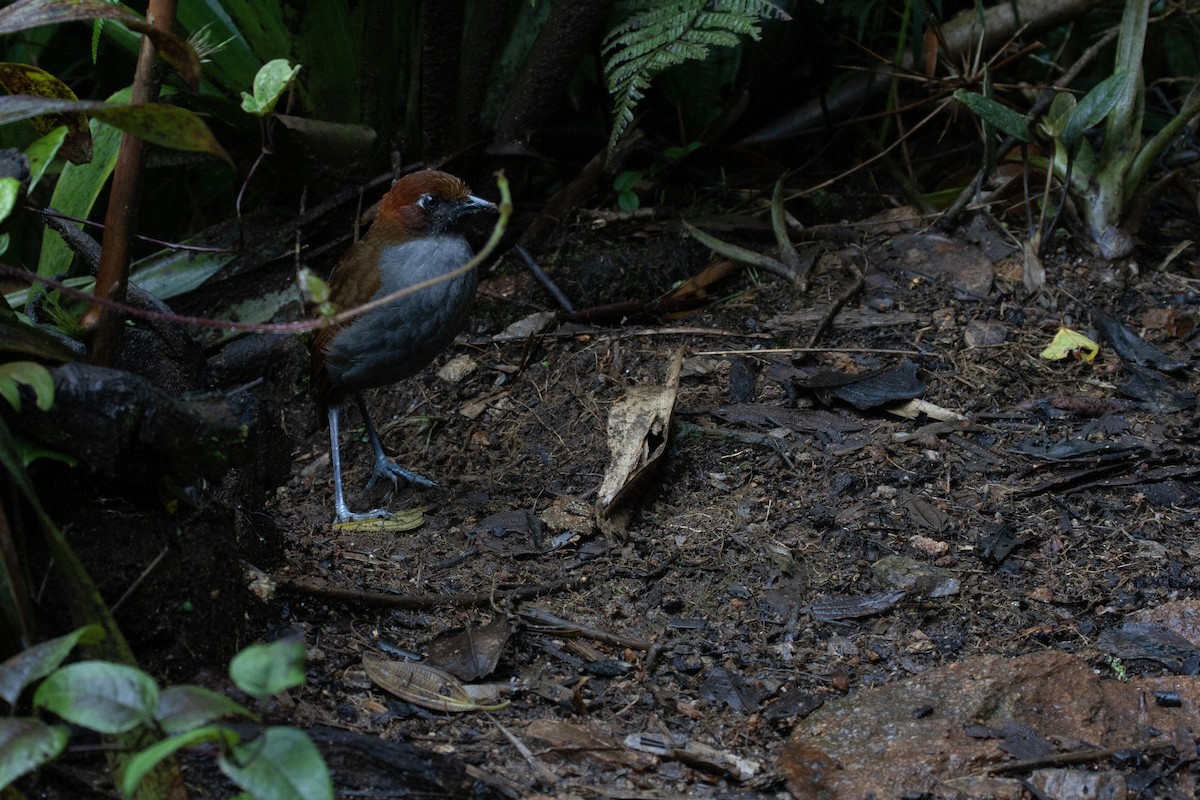 Chestnut-naped Antpitta - ML618630945