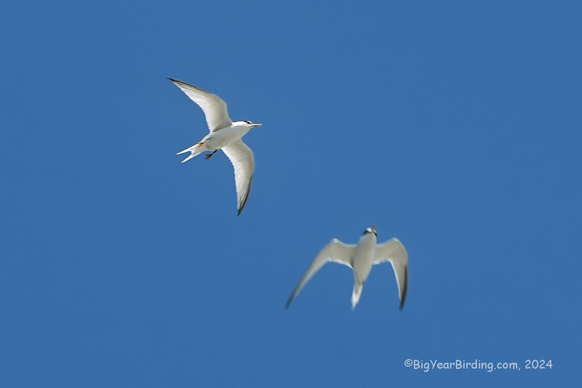 Least Tern - ML618630953