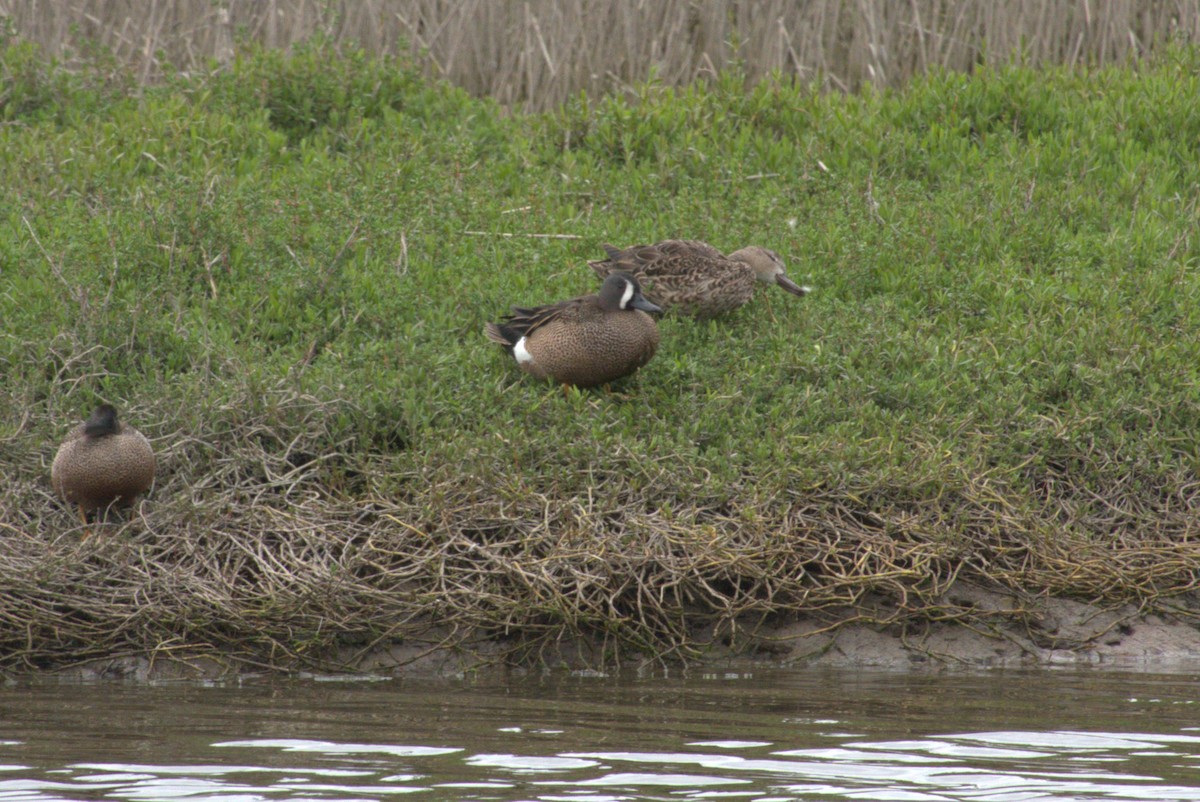 Blue-winged Teal - ML618630955
