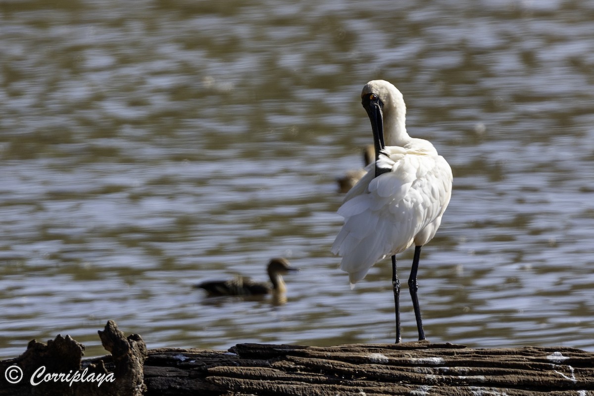 Royal Spoonbill - ML618630969