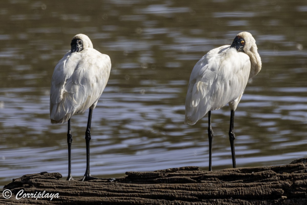 Royal Spoonbill - ML618630970