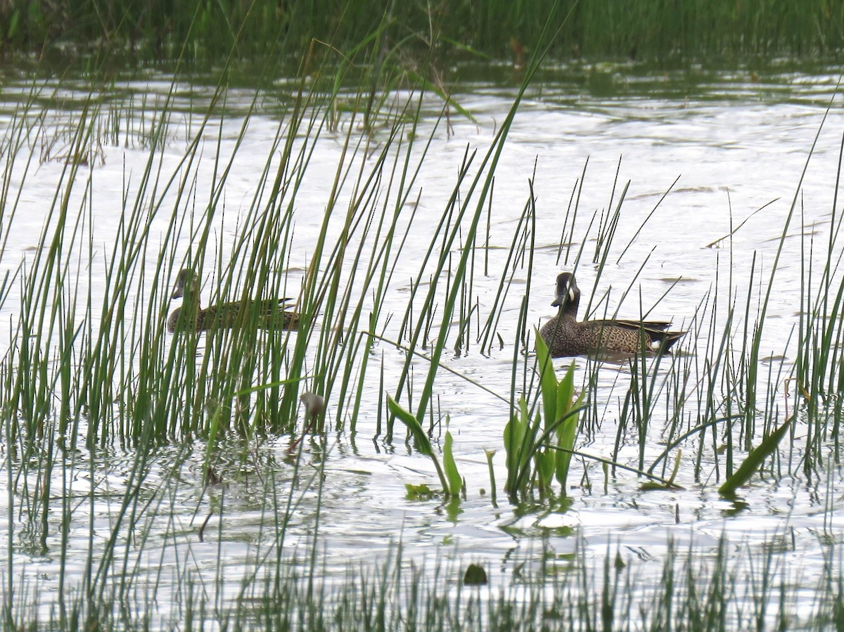 Blue-winged Teal - Hendrik Herlyn