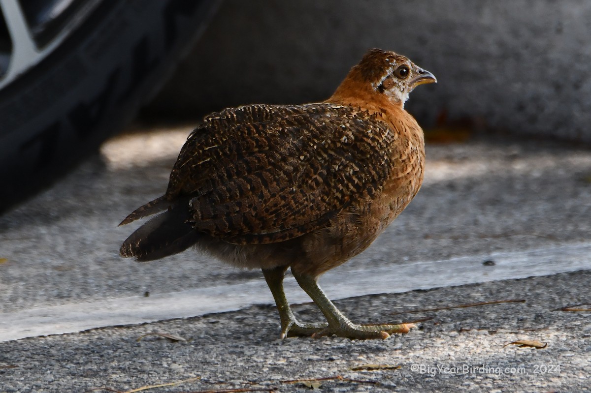 Red Junglefowl (Domestic type) - ML618631028