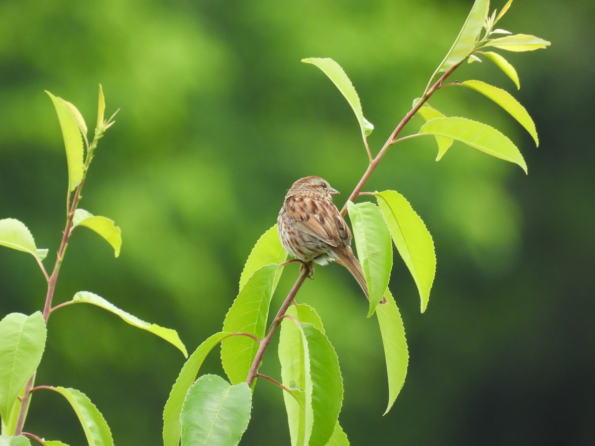 Song Sparrow - ML618631046