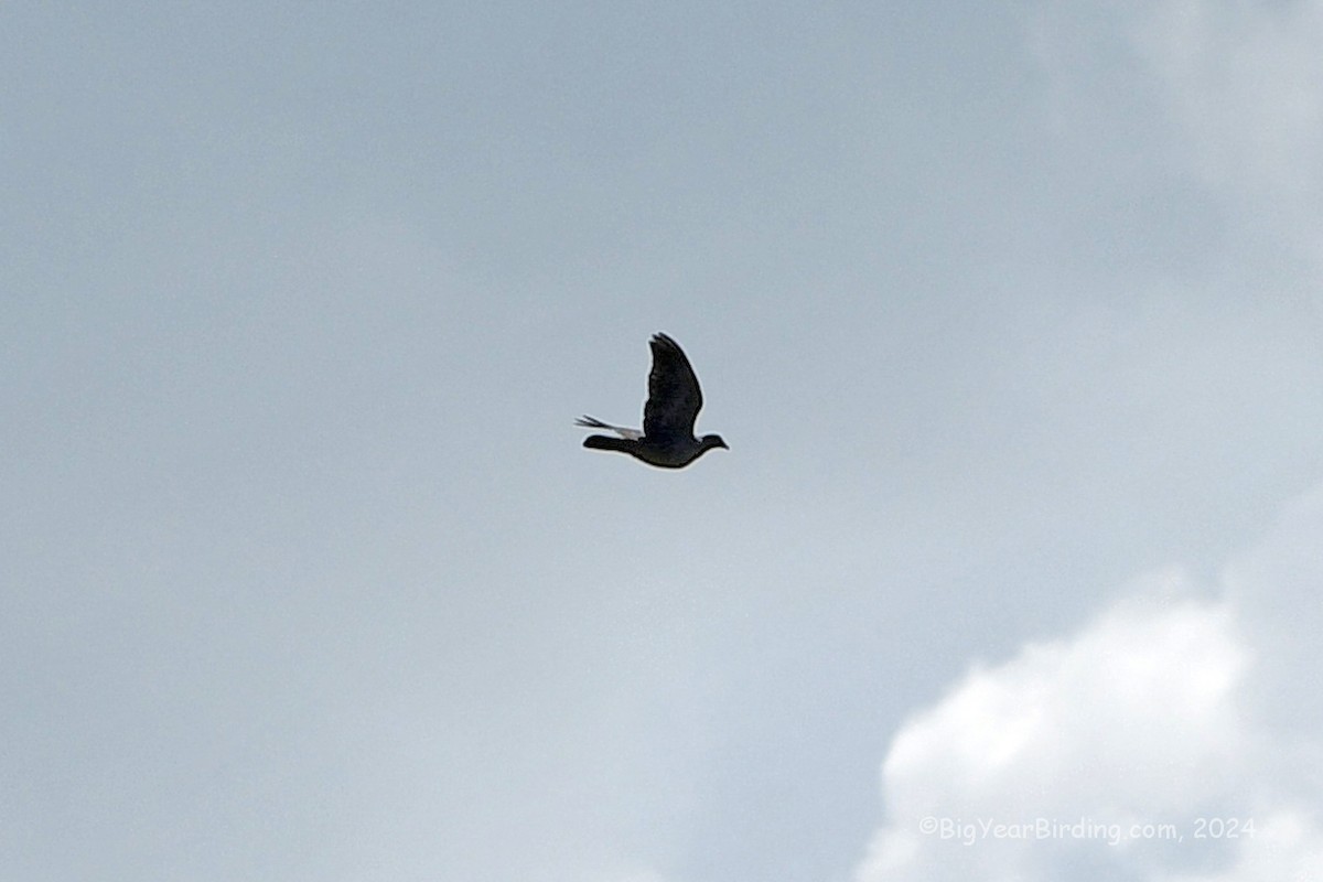 White-crowned Pigeon - ML618631059