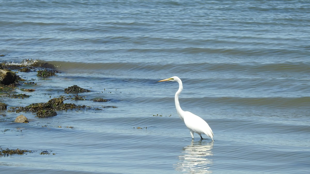 Great Egret - ML618631078