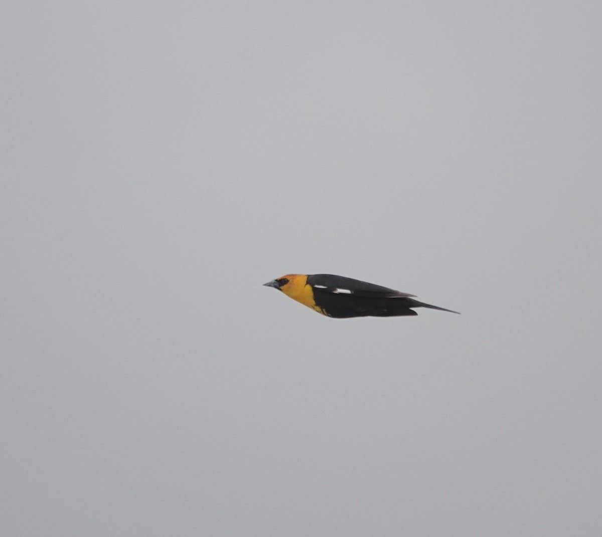 Yellow-headed Blackbird - ML618631082