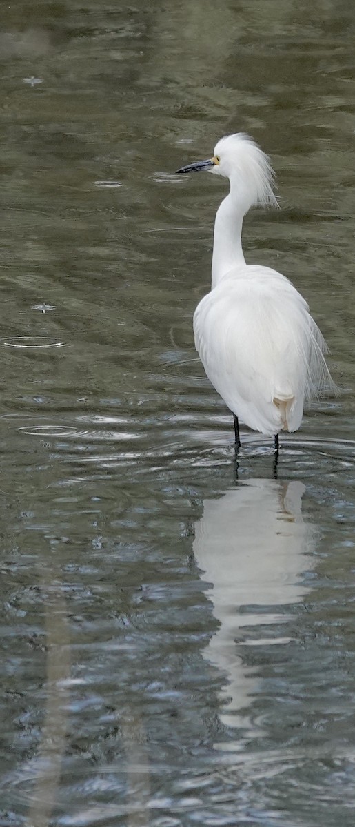 Snowy Egret - ML618631094