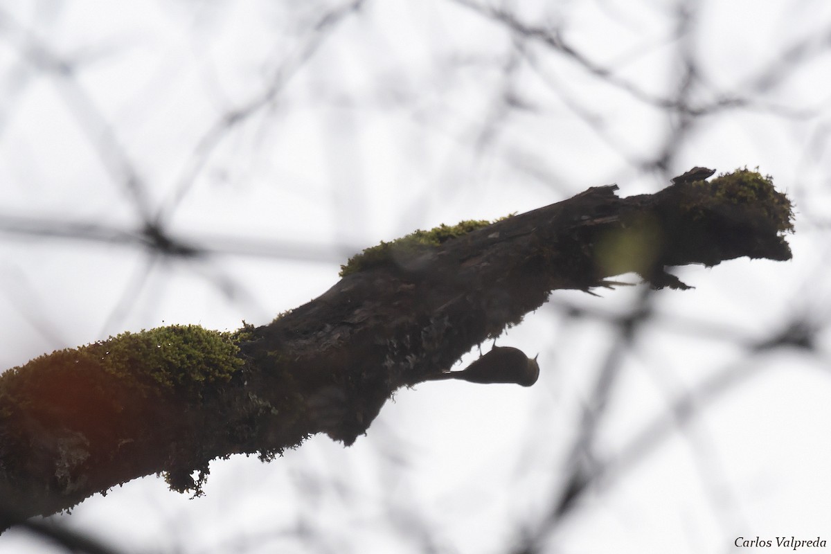 Olivaceous Woodcreeper - ML618631098