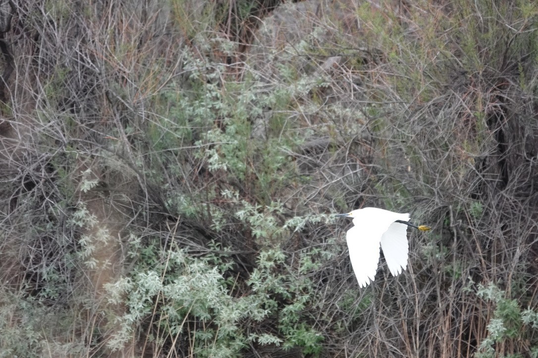 Snowy Egret - ML618631104