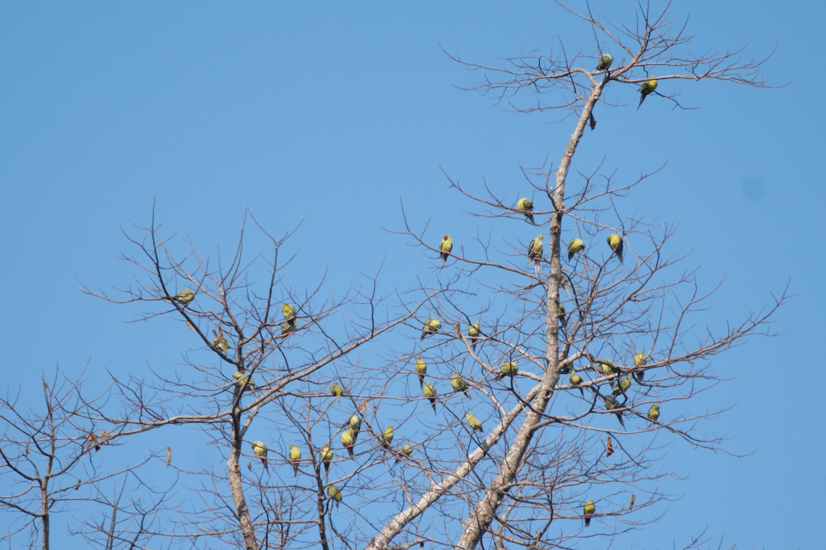 Pin-tailed Green-Pigeon - S Kanchan