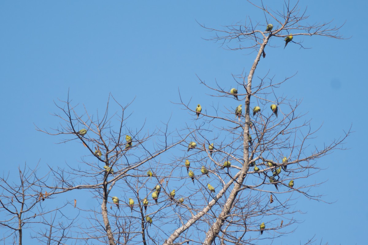 Pin-tailed Green-Pigeon - ML618631114