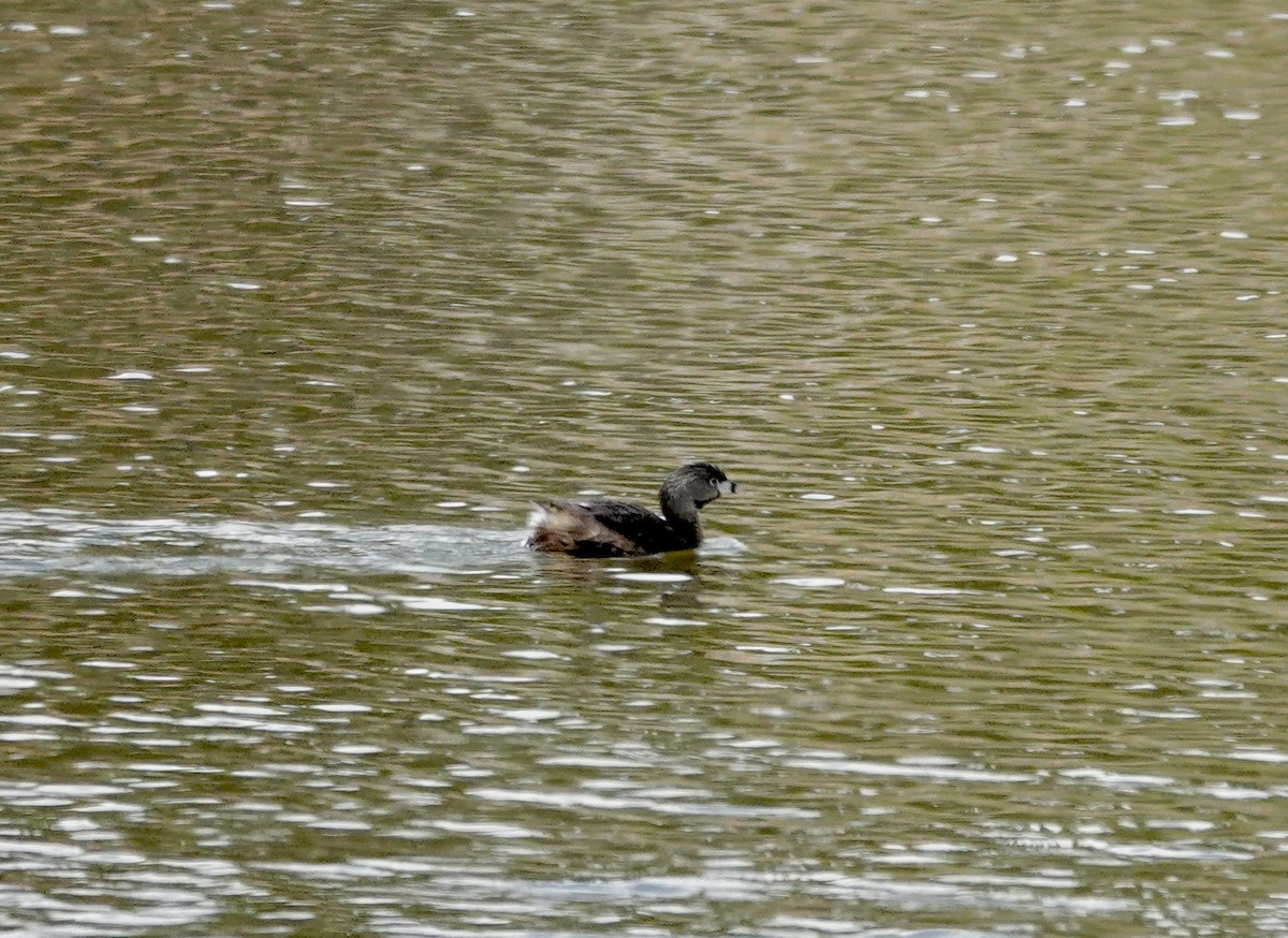 Pied-billed Grebe - ML618631115