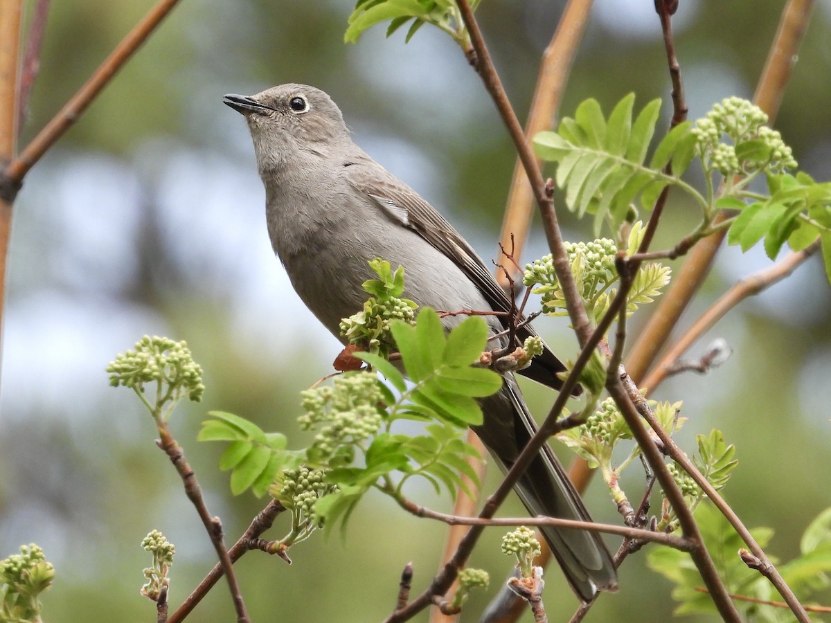Townsend's Solitaire - ML618631117