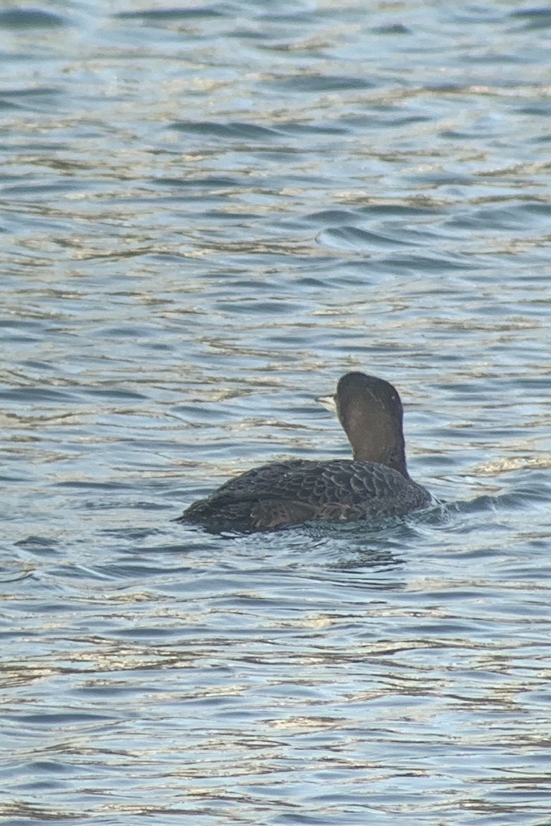 Common Loon - ML618631132