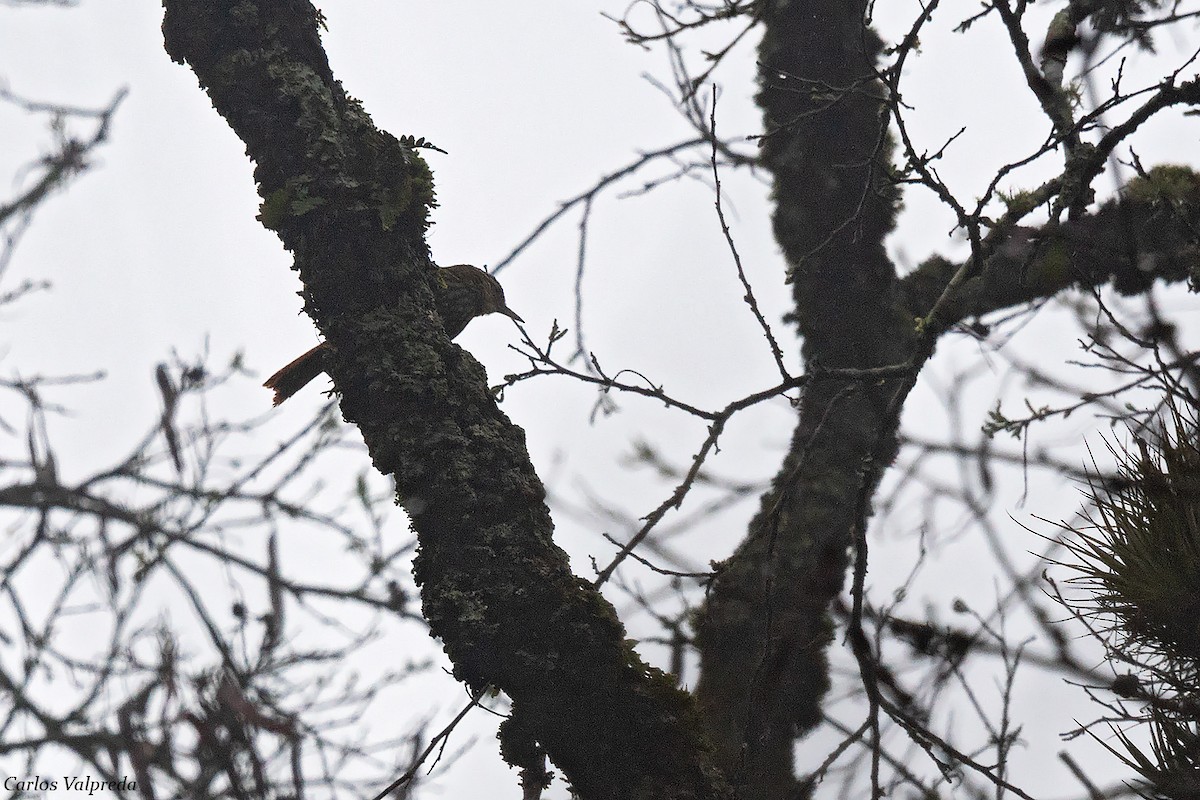 Buff-browed Foliage-gleaner - Carlos Valpreda