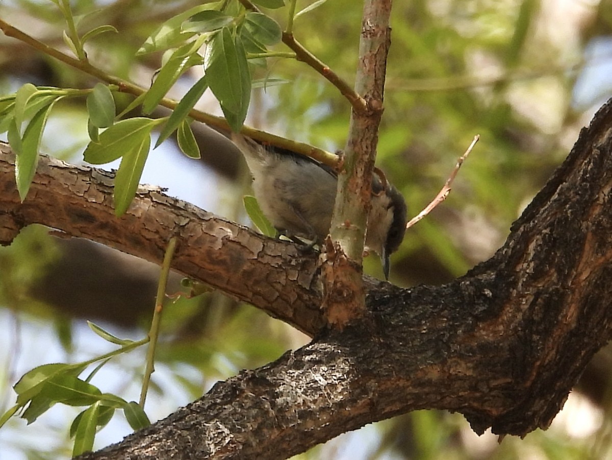 Pygmy Nuthatch - ML618631149