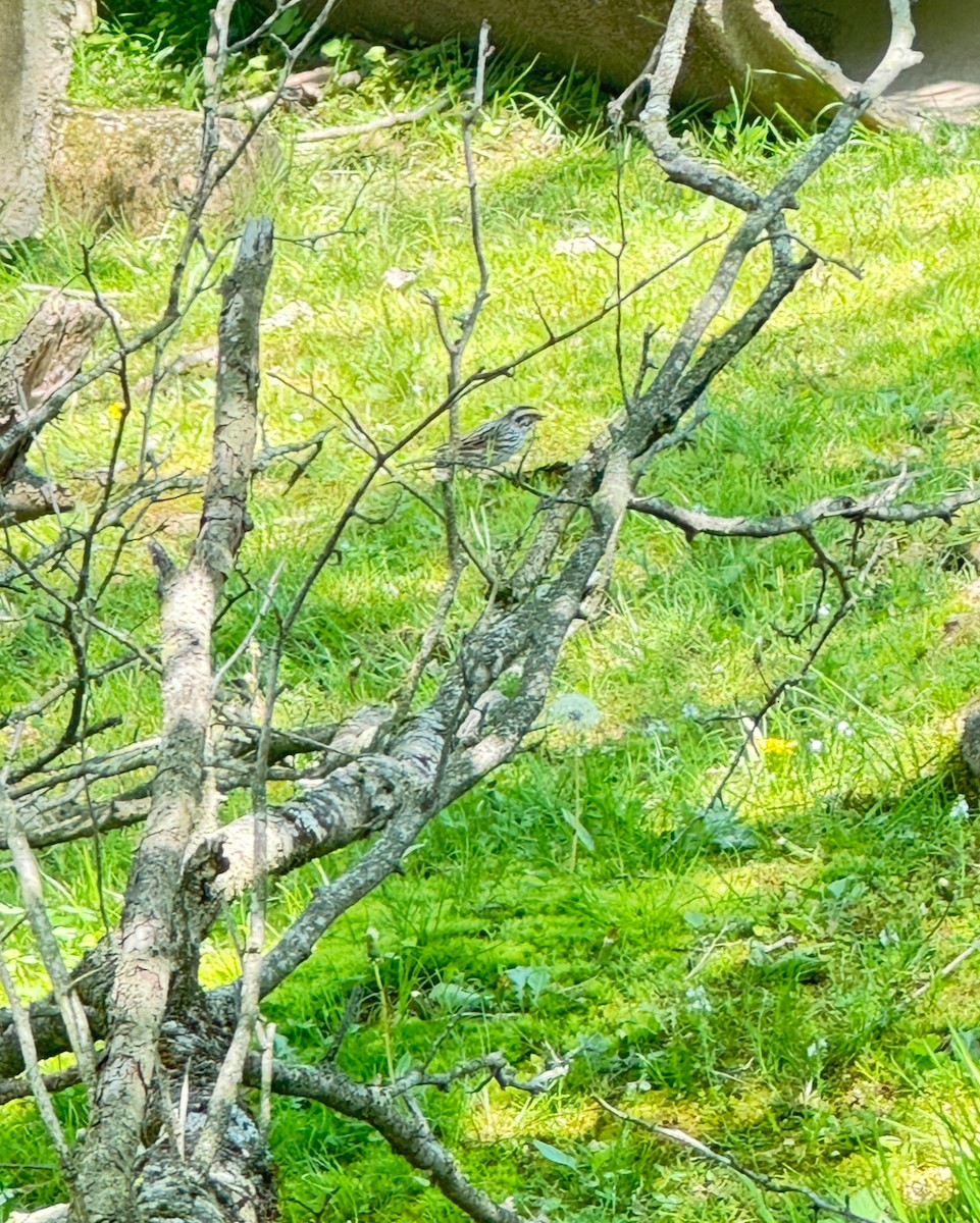 Savannah Sparrow - ML618631156