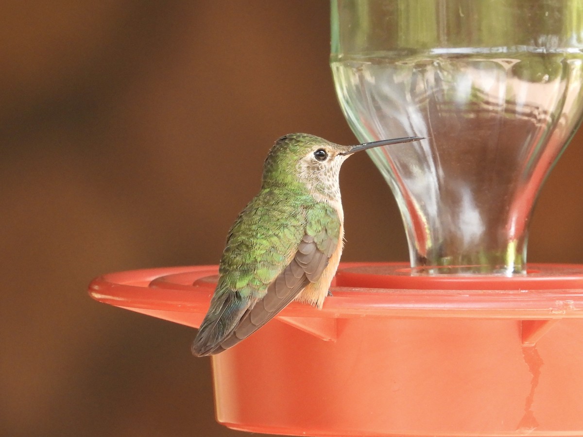 Broad-tailed Hummingbird - ML618631181