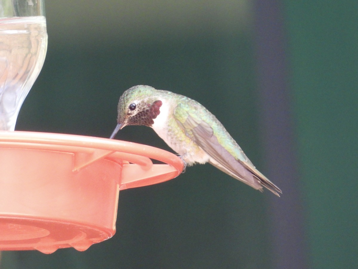 Broad-tailed Hummingbird - ML618631182