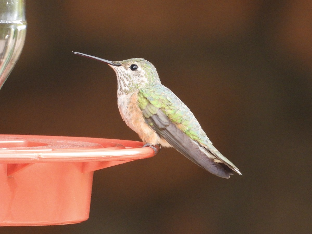 Broad-tailed Hummingbird - ML618631183