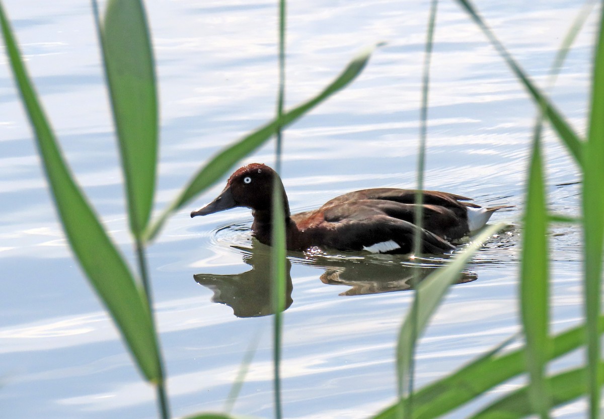 Ferruginous Duck - ML618631212