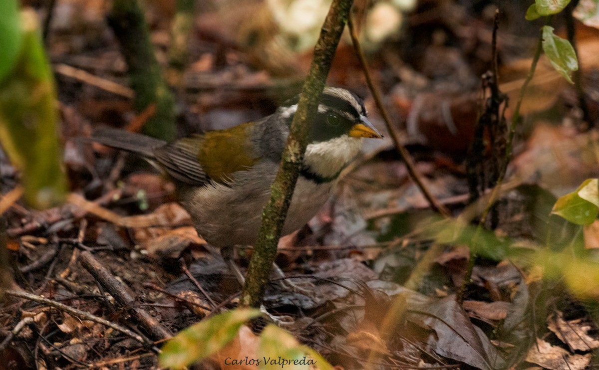 Moss-backed Sparrow - ML618631243