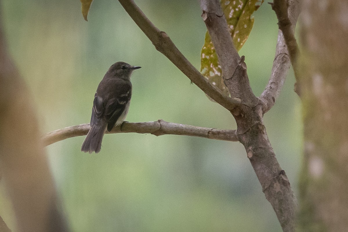 Bran-colored Flycatcher - Susan Brickner-Wren