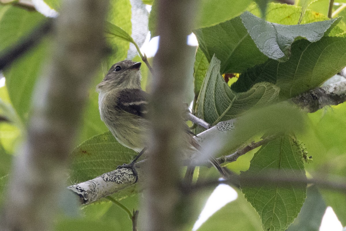 Bran-colored Flycatcher - ML618631256