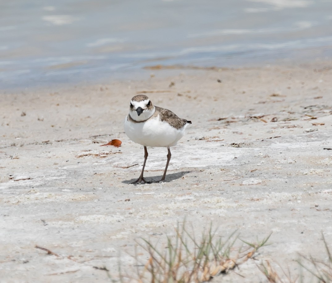 Wilson's Plover - Damon Haan