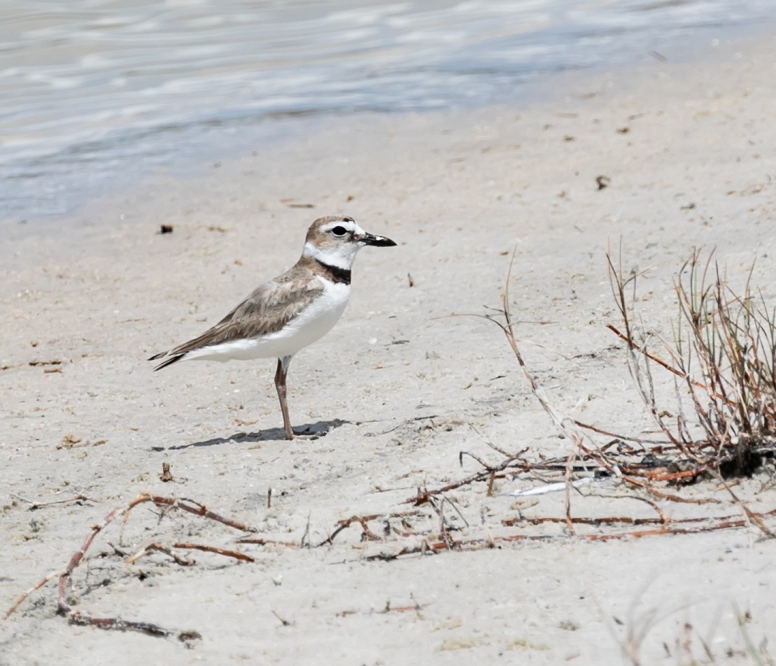 Wilson's Plover - Damon Haan