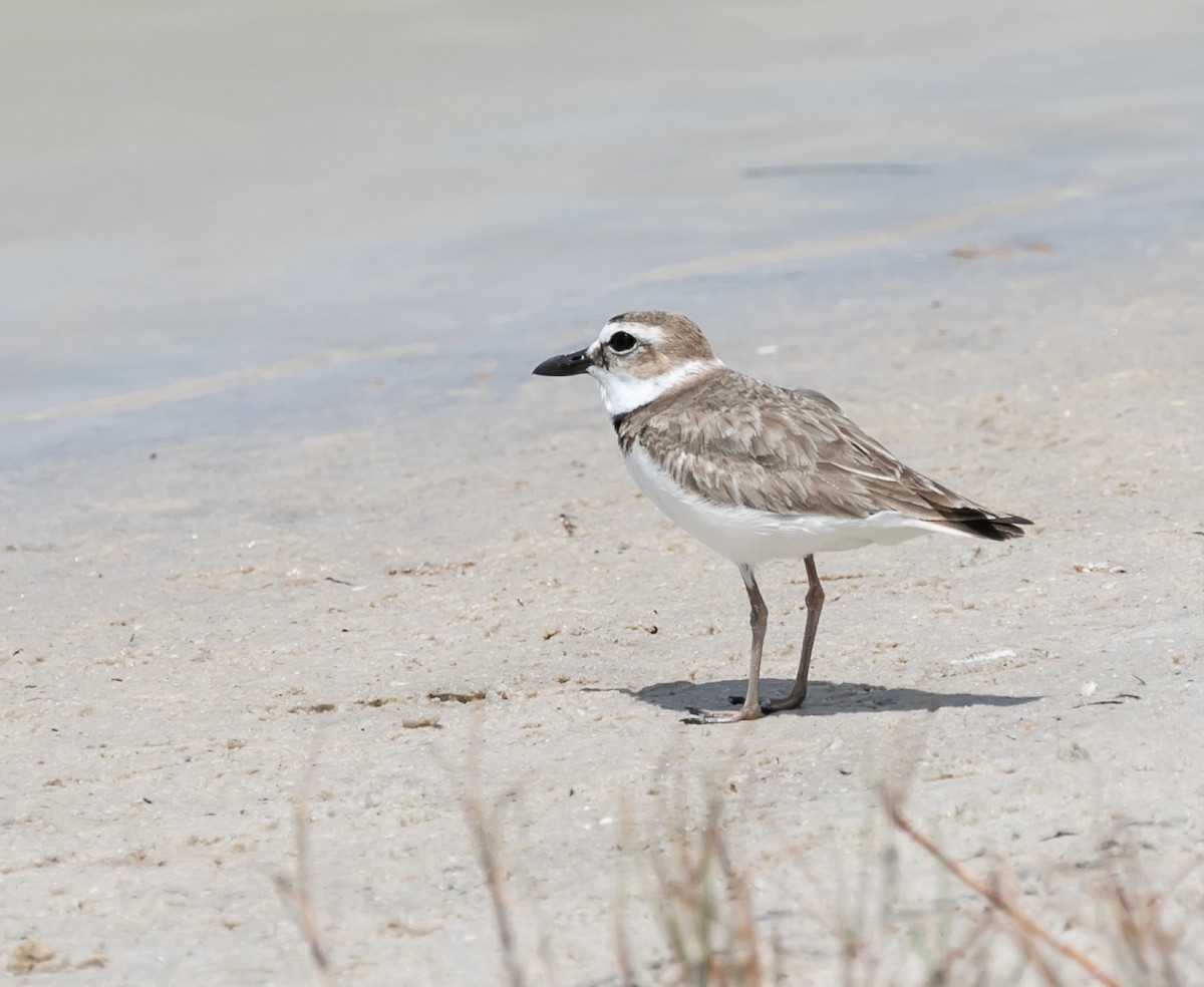 Wilson's Plover - Damon Haan