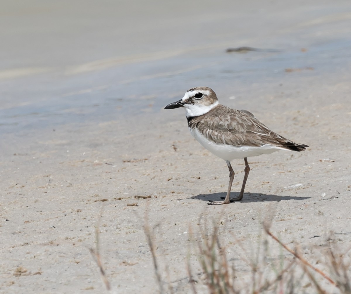 Wilson's Plover - Damon Haan