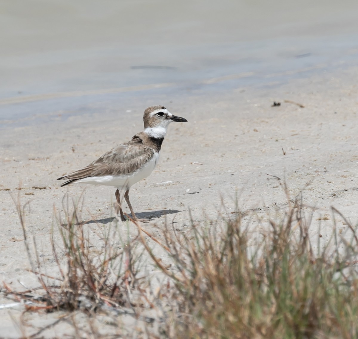 Wilson's Plover - ML618631316