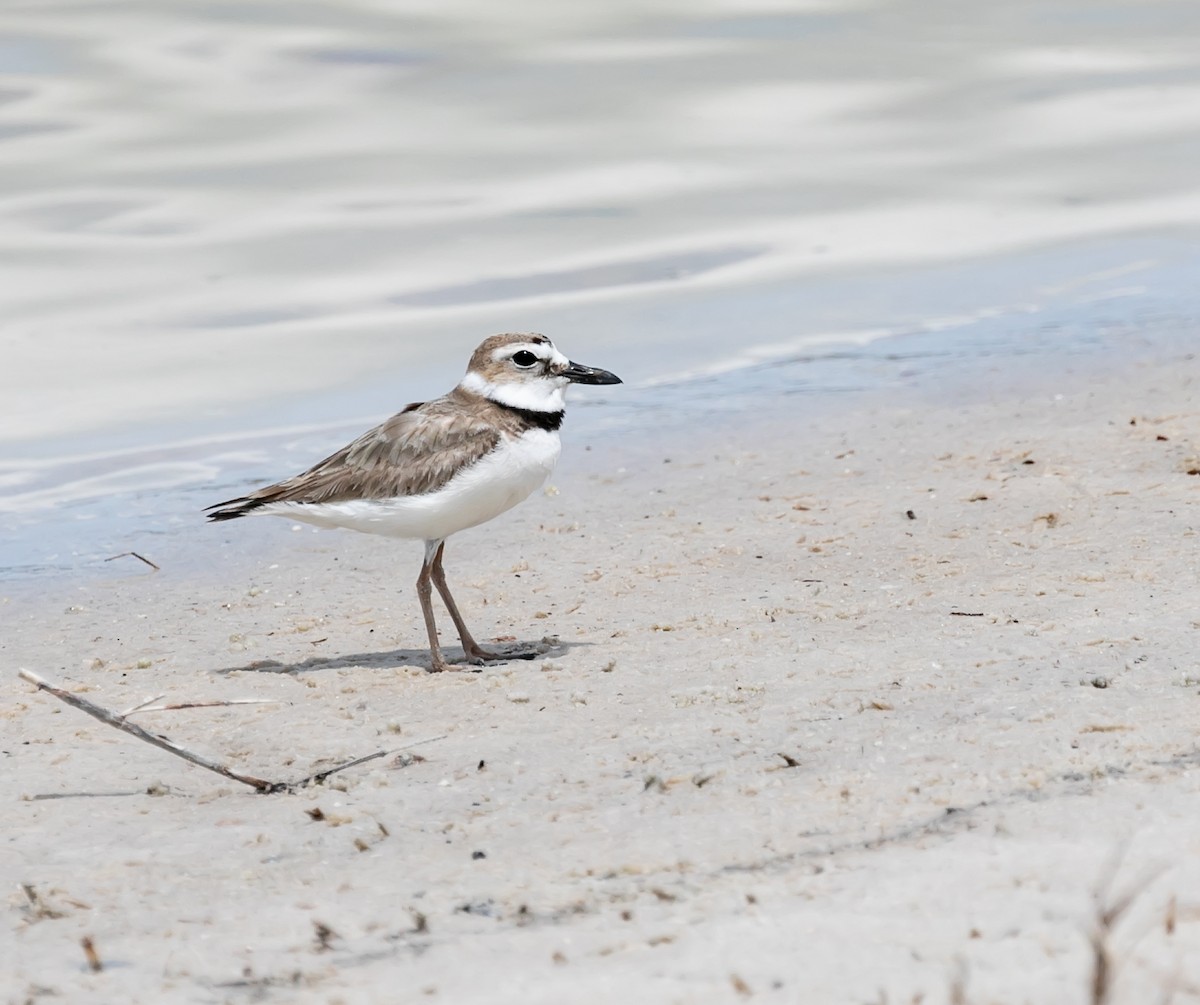 Wilson's Plover - Damon Haan