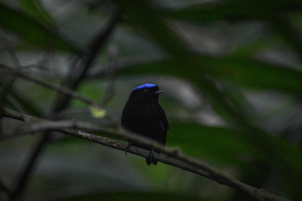 Saltarín Coroniazul (velutina/minuscula) - ML618631339