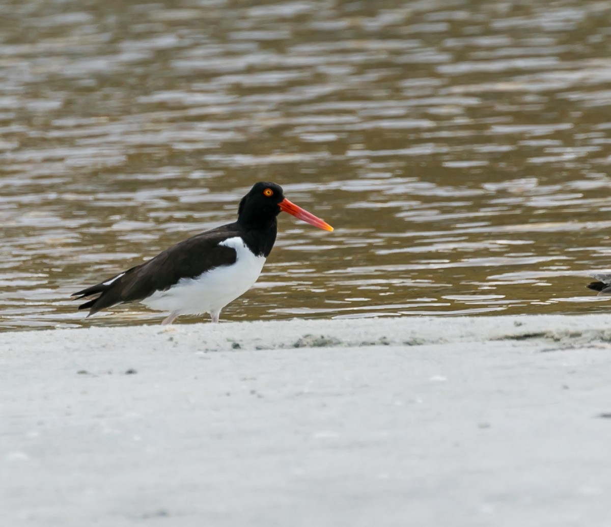 American Oystercatcher - Damon Haan