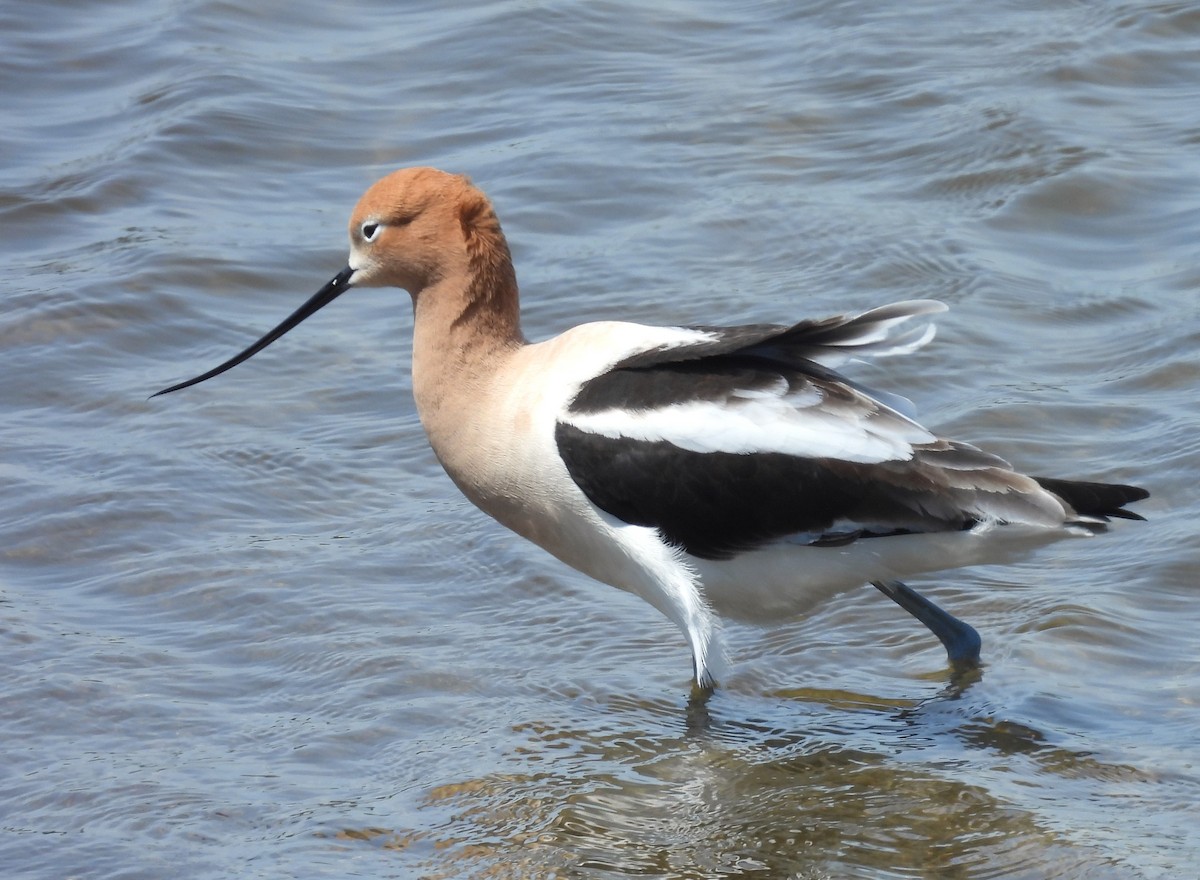 American Avocet - ML618631371