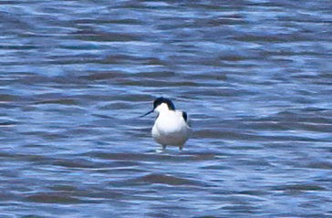 Pied Avocet - Alan Stringer