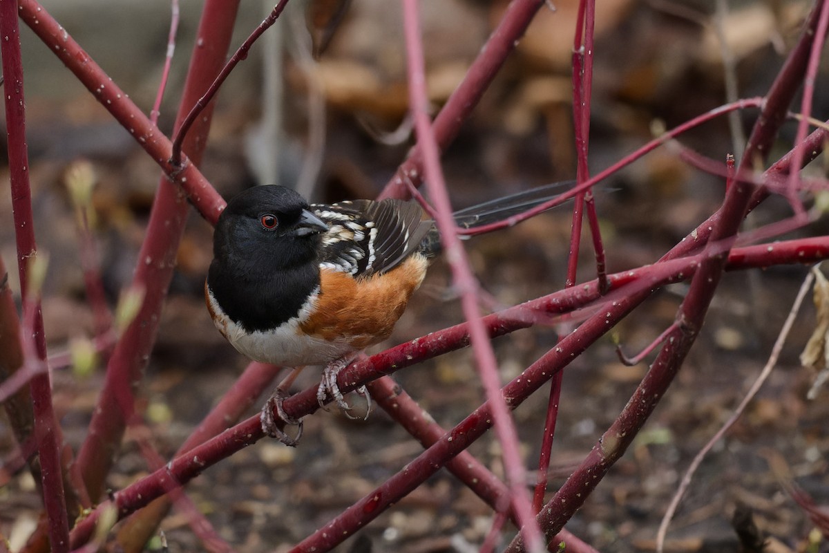 Spotted Towhee - ML618631375