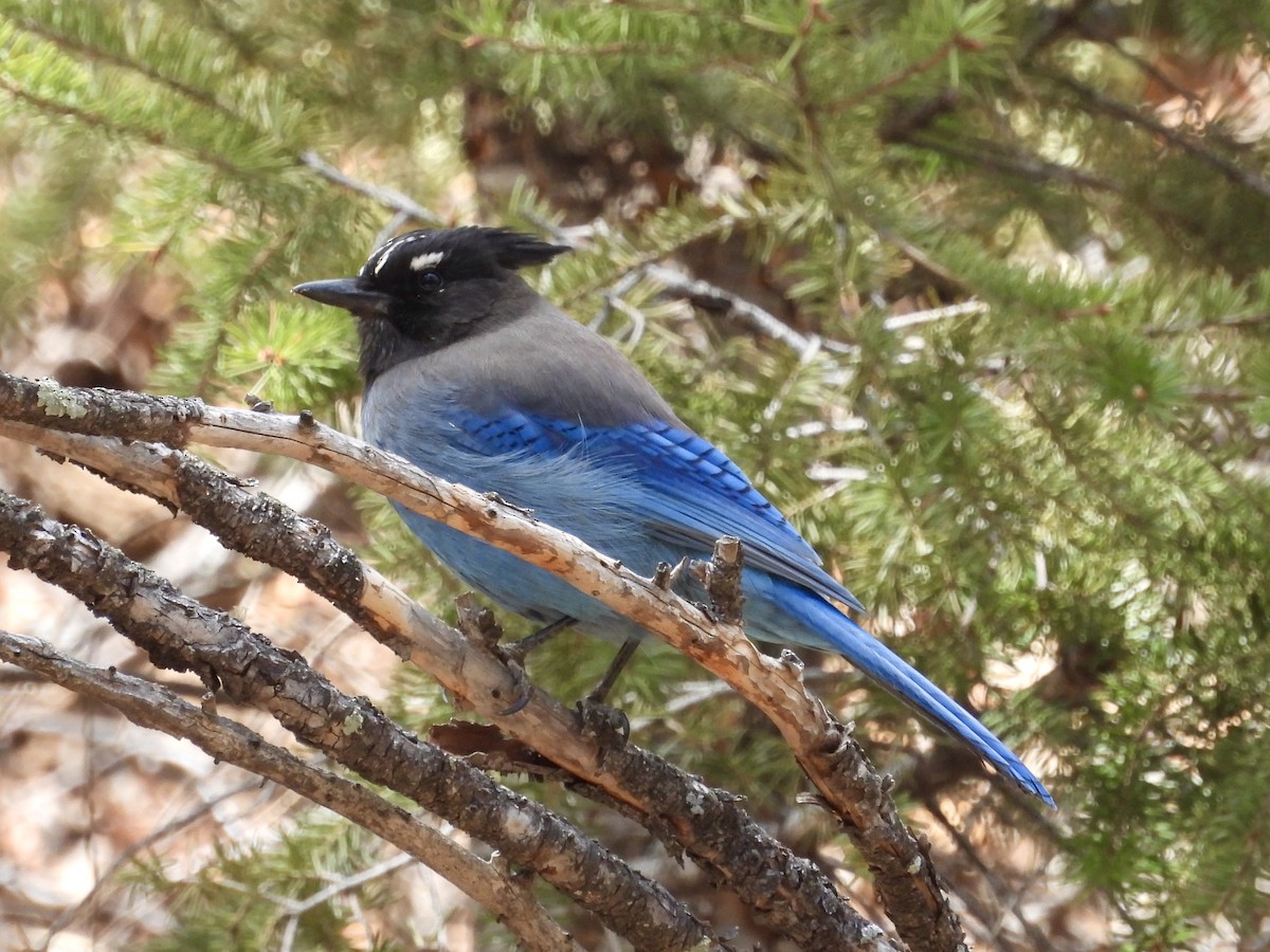 Steller's Jay - ML618631388