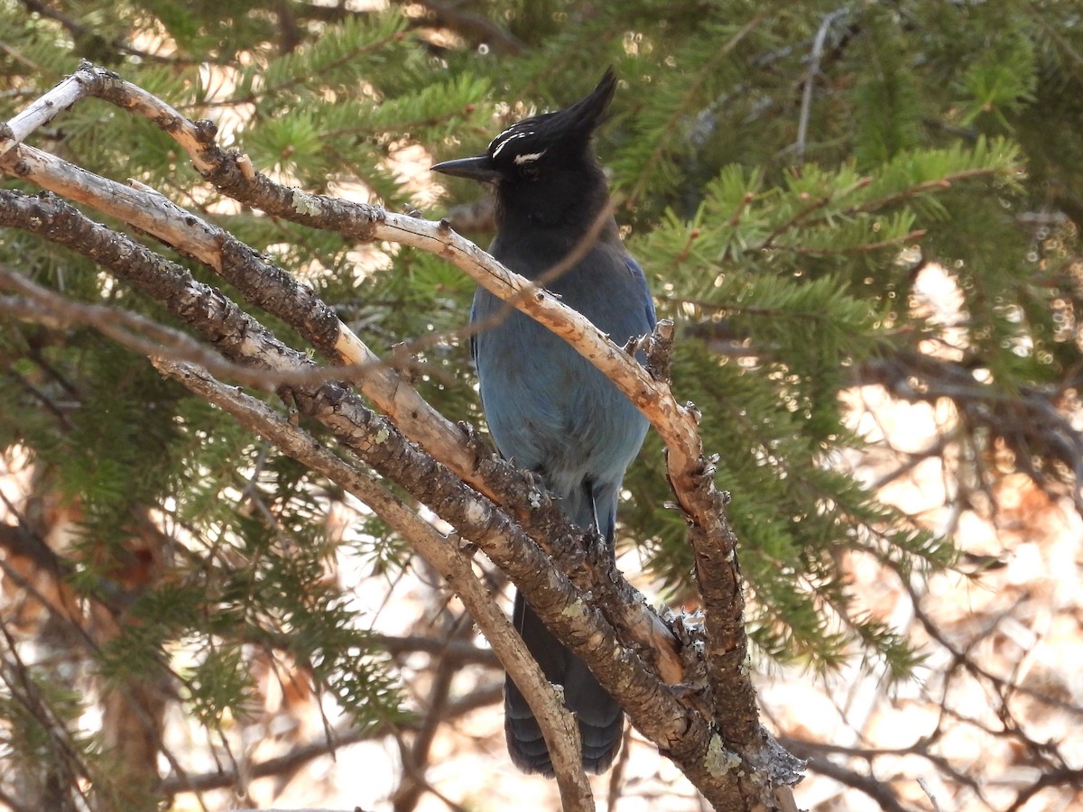 Steller's Jay - ML618631389