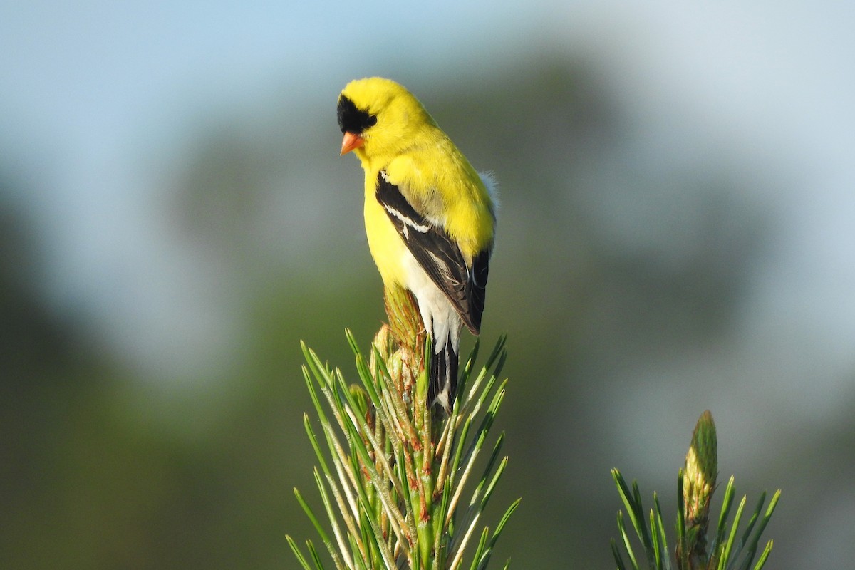 American Goldfinch - David  Clark