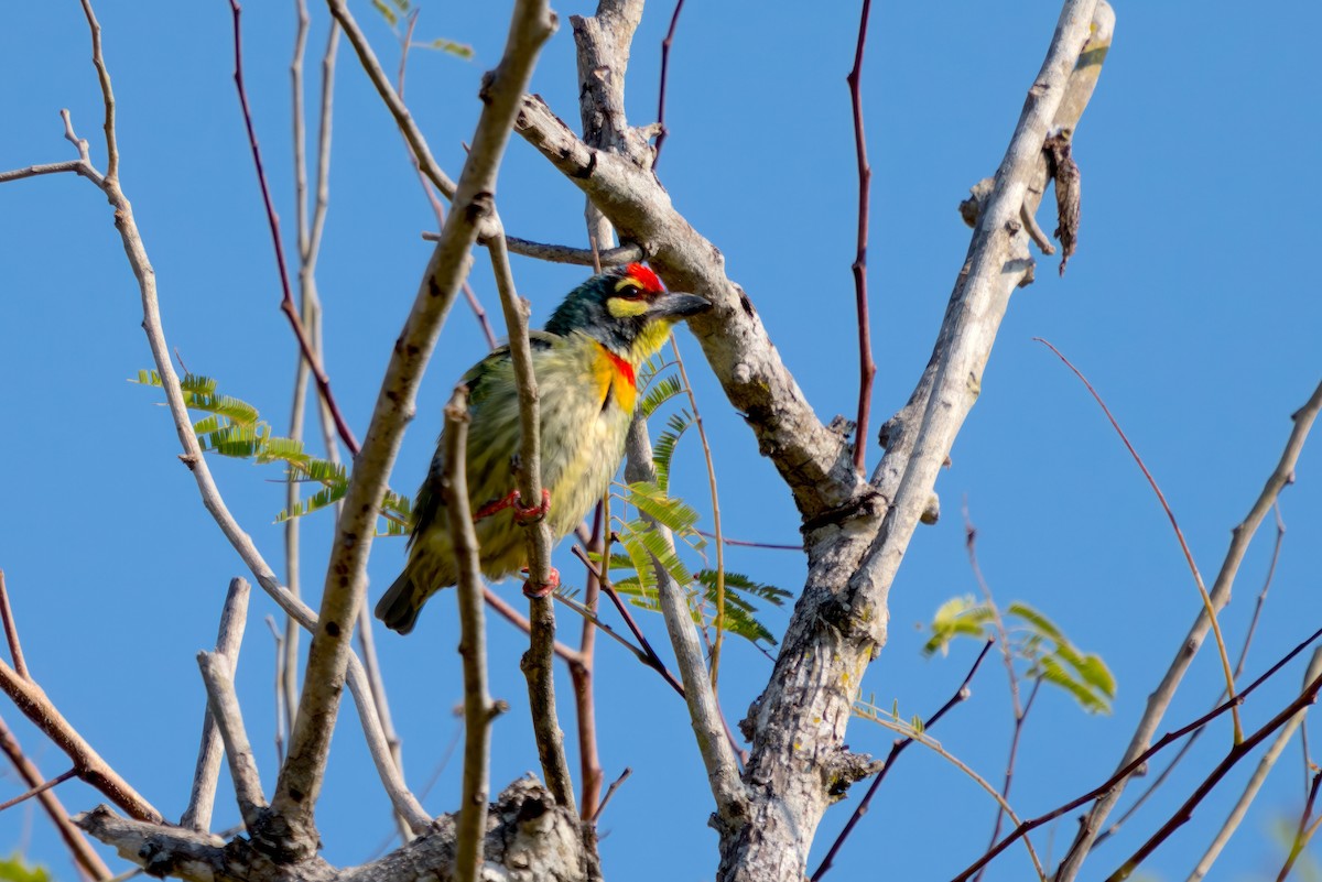 Al Göğüslü Barbet - ML618631413